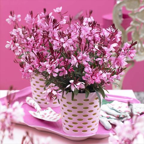 Photos von Blumenvarianten benutzt als: Topf Gaura lindheimeri Gaudi® Rose