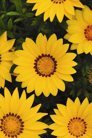 Photos von Blumenvarianten benutzt als: Topf und Beet Gazania rigens New Day Yellow Improved