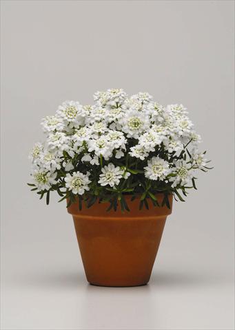 Photos von Blumenvarianten benutzt als: Topf und Beet Iberis sempervirens Whiteout