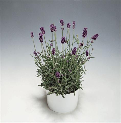 Photos von Blumenvarianten benutzt als: Topf und Beet Lavandula angustifolia Blue River