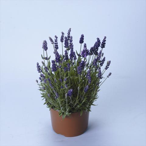 Photos von Blumenvarianten benutzt als: Topf und Beet Lavandula angustifolia Lavance® Purple