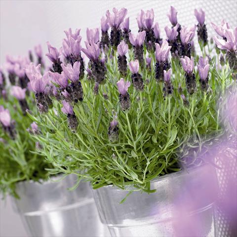 Photos von Blumenvarianten benutzt als: Topf und Beet Lavandula stoechas Little Bee® Purple