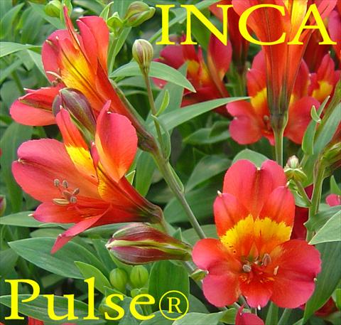 Photos von Blumenvarianten benutzt als: Beet- / Rabattenpflanze Alstroemeria Inca® Pulse