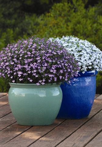 Photos von Blumenvarianten benutzt als: Topf und Beet Lobelia erinus Hot Springs™ Lavender