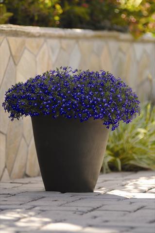 Photos von Blumenvarianten benutzt als: Topf und Beet Lobelia erinus Sweet Springs Blue
