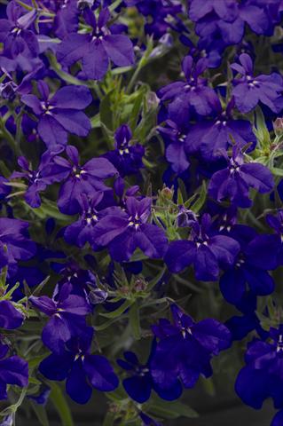 Photos von Blumenvarianten benutzt als: Topf und Beet Lobelia erinus Sweet Springs Dark Blue