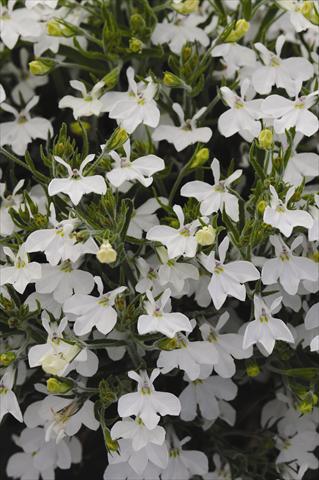 Photos von Blumenvarianten benutzt als: Topf und Beet Lobelia erinus Lobelia erinus Sweet Springs White