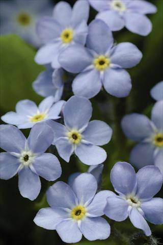 Photos von Blumenvarianten benutzt als: Topf und Beet Myosotis sylvatica Mon Amie Blue