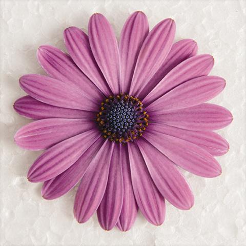 Photos von Blumenvarianten benutzt als: Topf und Beet Osteospermum ecklonis Astra® Rose Eye