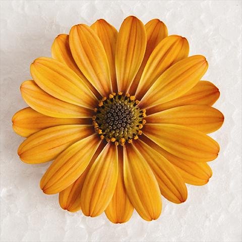 Photos von Blumenvarianten benutzt als: Topf und Beet Osteospermum ecklonis Astra® Terracotta