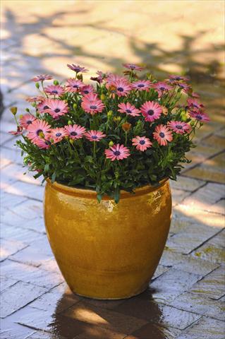 Photos von Blumenvarianten benutzt als: Topf und Beet Osteospermum ecklonis Serenity™ Rose Magic - Rose White