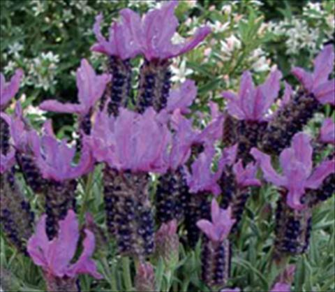 Photos von Blumenvarianten benutzt als: Beet- / Rabattenpflanze Lavandula stoechas Ruffles Blueberry