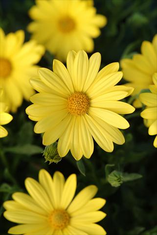 Photos von Blumenvarianten benutzt als: Topf und Beet Osteospermum ecklonis Voltage™ Yellow