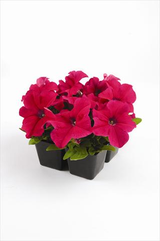 Photos von Blumenvarianten benutzt als: Beet, Topf oder Ampel Petunia grandiflora Pacta Parade Pink-Rose