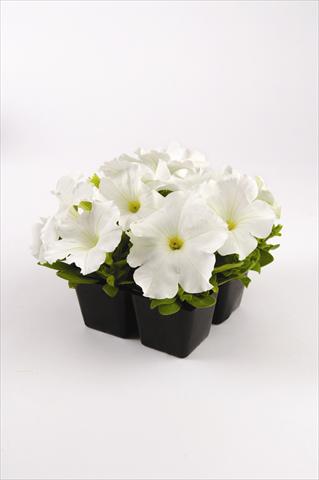 Photos von Blumenvarianten benutzt als: Beet, Topf oder Ampel Petunia grandiflora Pacta Parade White