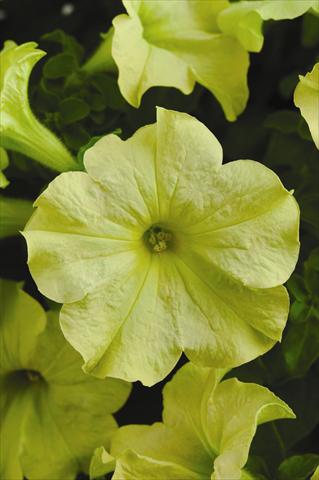 Photos von Blumenvarianten benutzt als: Beet, Topf oder Ampel Petunia grandiflora Sophistica F1 Lime Green
