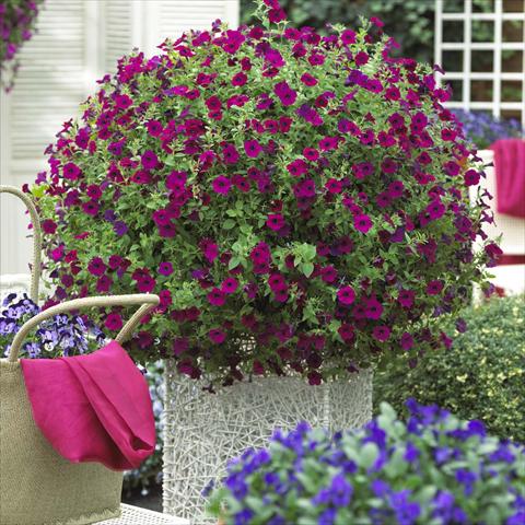 Photos von Blumenvarianten benutzt als: Beet, Topf oder Ampel Petunia hybrida Blanket™ Zinfandel