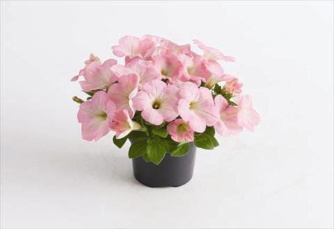 Photos von Blumenvarianten benutzt als: Beet, Topf oder Ampel Petunia hybrida GO!Tunia® Light Pink
