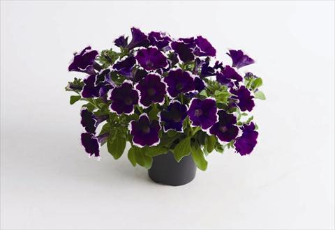 Photos von Blumenvarianten benutzt als: Topf und Beet Petunia hybrida Viva® Picotee Blue