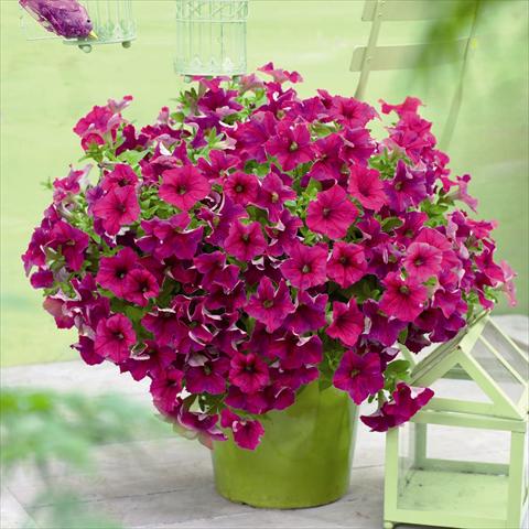 Photos von Blumenvarianten benutzt als: Topf und Beet Petunia hybrida GO!Tunia® Neon Pink