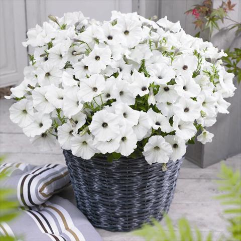 Photos von Blumenvarianten benutzt als: Topf und Beet Petunia hybrida GO!Tunia® White