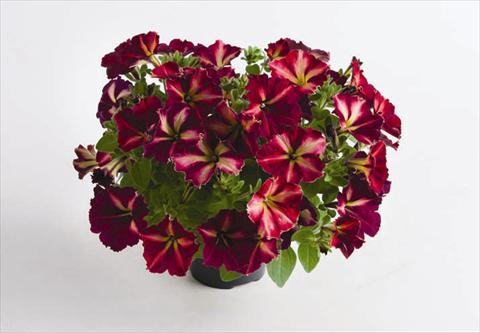 Photos von Blumenvarianten benutzt als: Topf und Beet Petunia hybrida Mystical® Cha Ching