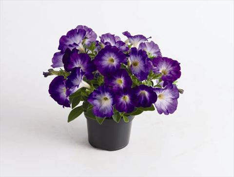 Photos von Blumenvarianten benutzt als: Topf und Beet Petunia hybrida Viva® Blue Morn