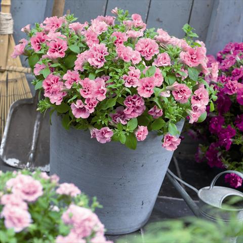 Photos von Blumenvarianten benutzt als: Topf und Beet Petunia hybrida Viva® Double Pink