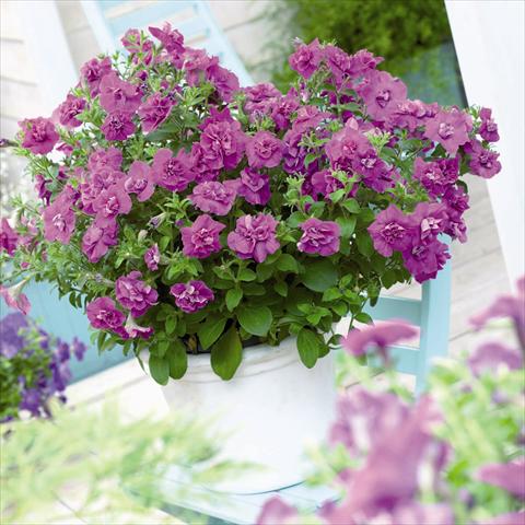 Photos von Blumenvarianten benutzt als: Topf und Beet Petunia hybrida Viva® Double Purple