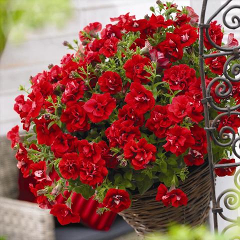 Photos von Blumenvarianten benutzt als: Topf und Beet Petunia hybrida Viva® Double Red