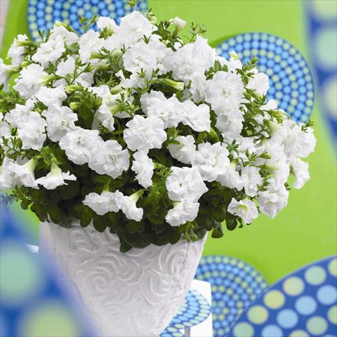 Photos von Blumenvarianten benutzt als: Topf und Beet Petunia hybrida Viva® Double White