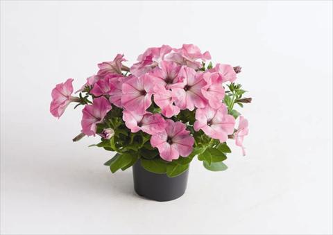 Photos von Blumenvarianten benutzt als: Topf und Beet Petunia hybrida Viva® Pink Morn