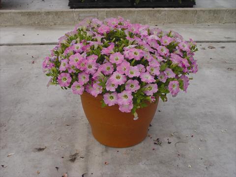 Photos von Blumenvarianten benutzt als: Topf und Beet Petunia hybrida Vivini™ Pink