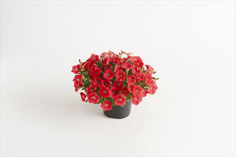 Photos von Blumenvarianten benutzt als: Topf und Beet Petunia hybrida Vivini™ Red
