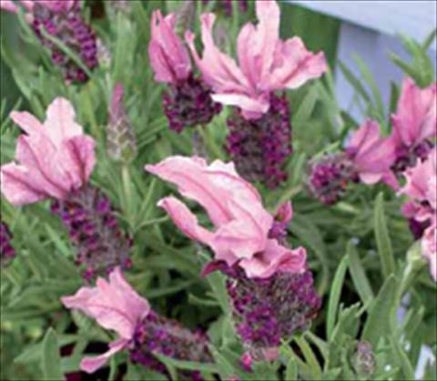 Photos von Blumenvarianten benutzt als: Beet- / Rabattenpflanze Lavandula stoechas Ruffles Mulberry