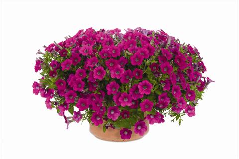 Photos von Blumenvarianten benutzt als: Topf und Beet Petunia hybrida Vivini™ Rose