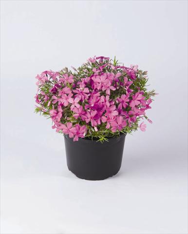 Photos von Blumenvarianten benutzt als: Topf und Beet Phlox subulata Early Spring Lavender