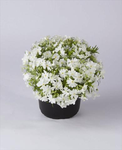 Photos von Blumenvarianten benutzt als: Topf und Beet Phlox subulata Early Spring White