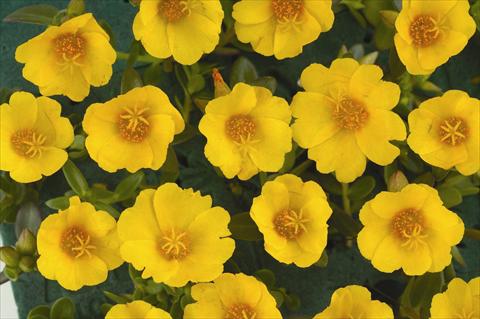 Photos von Blumenvarianten benutzt als: Topf und Beet Portulaca Pazzaz™ Vivid Yellow