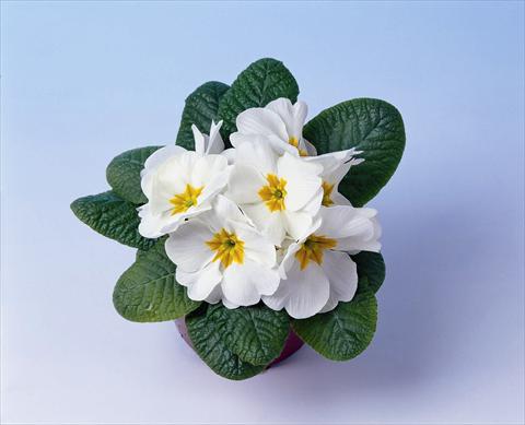 Photos von Blumenvarianten benutzt als: Topf und Beet Primula acaulis, veris, vulgaris Cairo F1 White