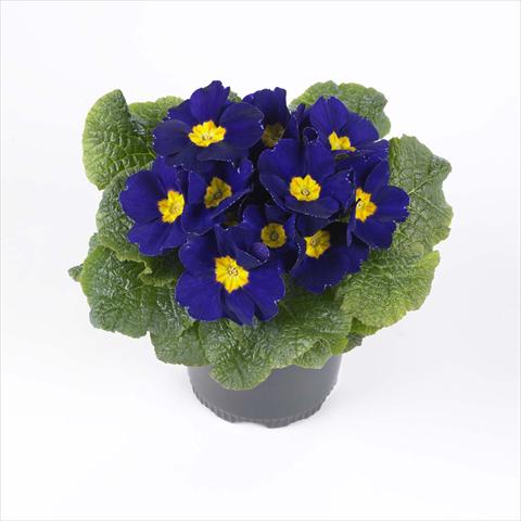 Photos von Blumenvarianten benutzt als: Topf und Beet Primula acaulis, veris, vulgaris Esna® F1 Blue