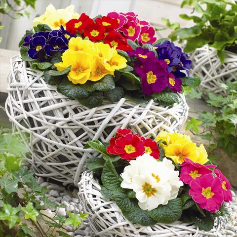 Photos von Blumenvarianten benutzt als: Topf und Beet Primula acaulis, veris, vulgaris Esna® F1 Prime Time Mix