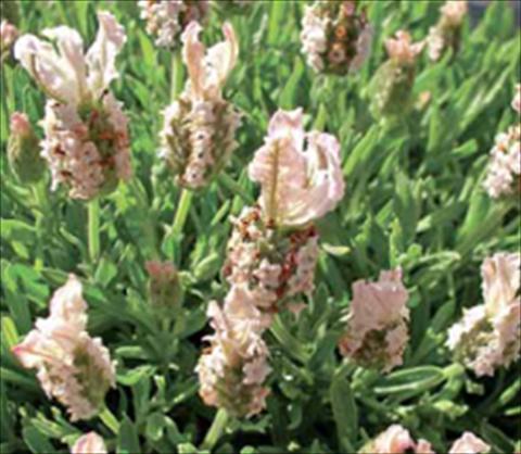 Photos von Blumenvarianten benutzt als: Beet- / Rabattenpflanze Lavandula stoechas Ruffles Peachberry