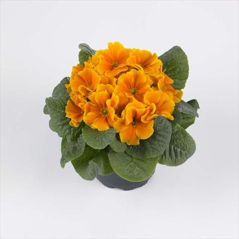Photos von Blumenvarianten benutzt als: Topf und Beet Primula acaulis, veris, vulgaris Luxor® F1 Orange