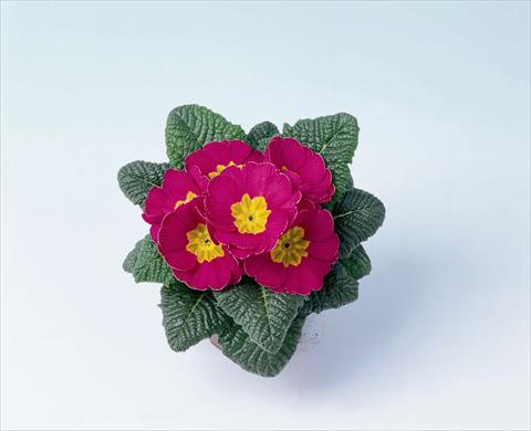 Photos von Blumenvarianten benutzt als: Topf und Beet Primula acaulis, veris, vulgaris Luxor® F1 Rose