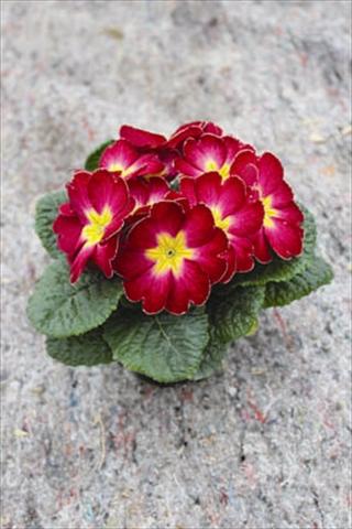Photos von Blumenvarianten benutzt als: Topf und Beet Primula acaulis, veris, vulgaris Salome® F1 Deep Rose Eye