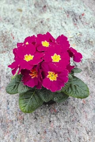Photos von Blumenvarianten benutzt als: Topf und Beet Primula acaulis, veris, vulgaris Salome® F1 Lila