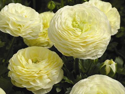 Photos von Blumenvarianten benutzt als: Topf Ranunculus asiaticus Maché F1 Cream