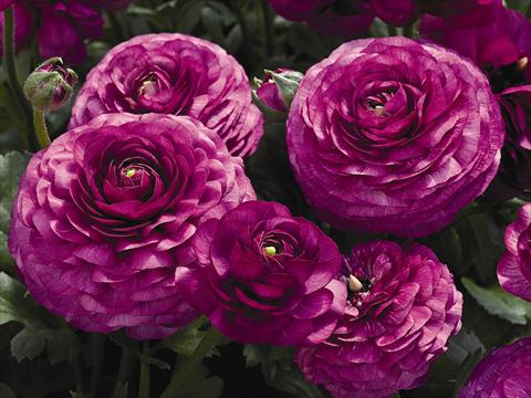 Photos von Blumenvarianten benutzt als: Topf Ranunculus asiaticus Maché F1 Purple
