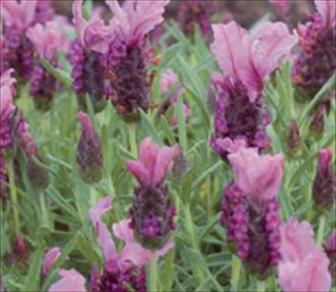 Photos von Blumenvarianten benutzt als: Beet- / Rabattenpflanze Lavandula stoechas Ruffles Raspberry